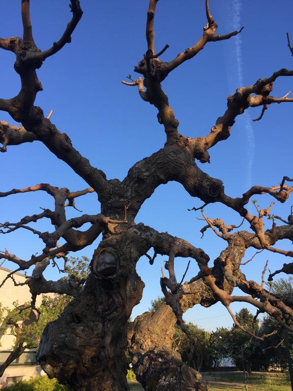 Trulli Di Pozzomasiello Locorotondo